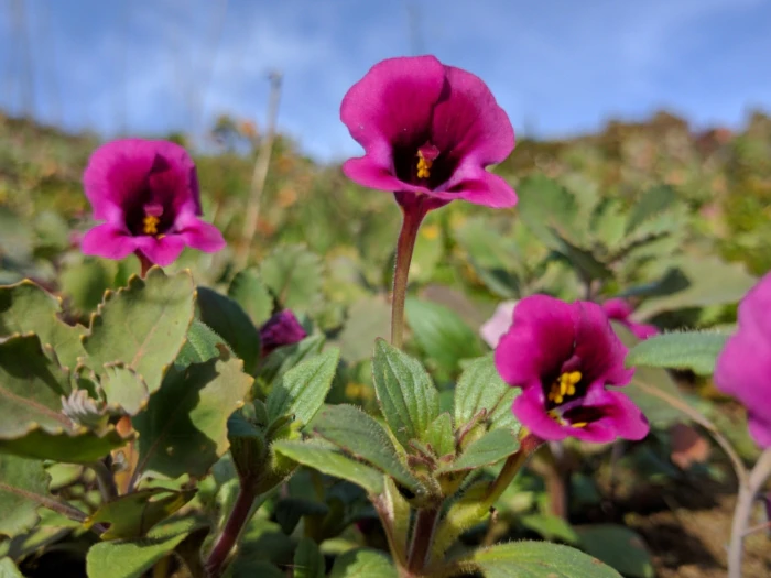 Diplacus kelloggii image