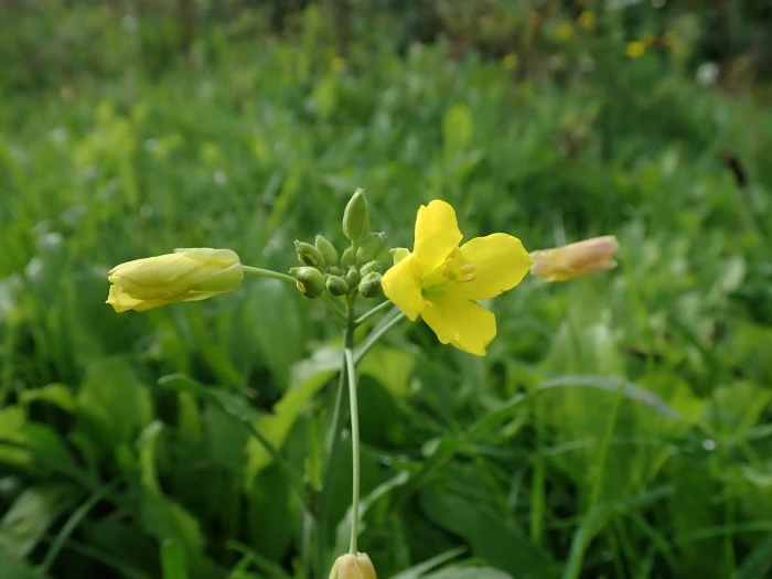 Diplotaxis tenuifolia image