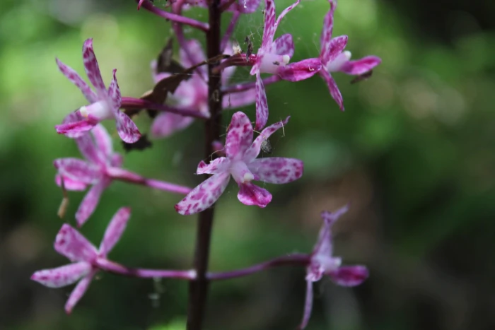 Dipodium squamatum image