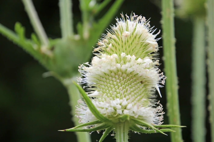 Dipsacus laciniatus image