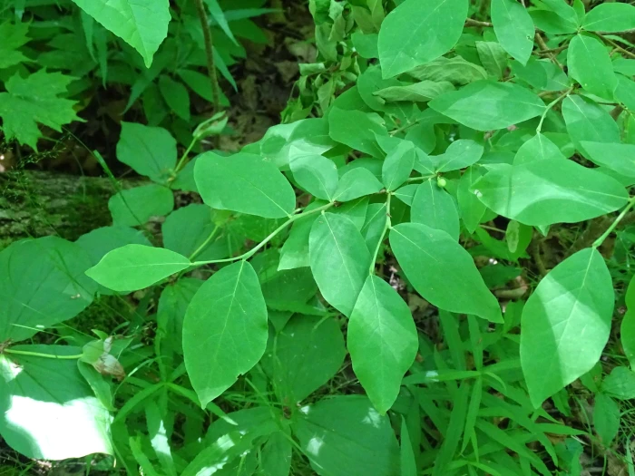 Dirca palustris image