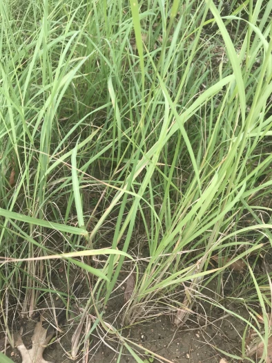 Disakisperma dubium image