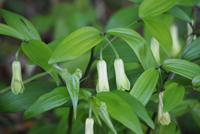 Disporum sessile image