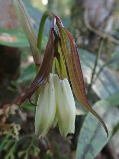 Disporum trabeculatum image