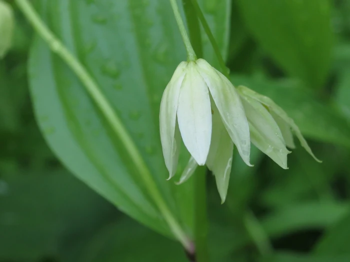 Disporum viridescens image