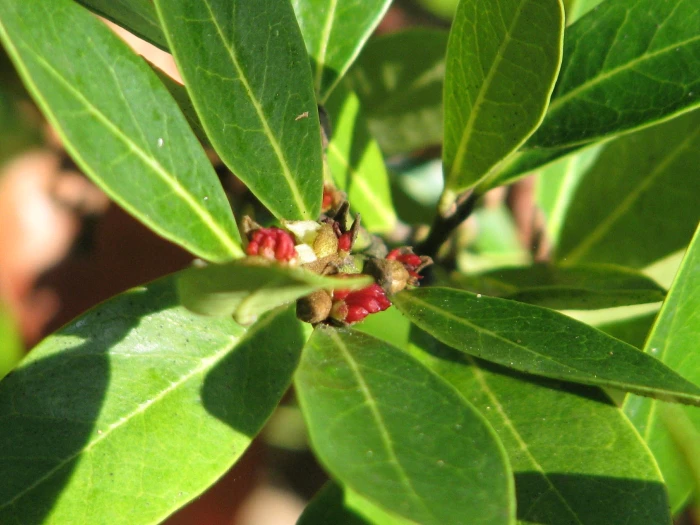 Distylium myricoides image