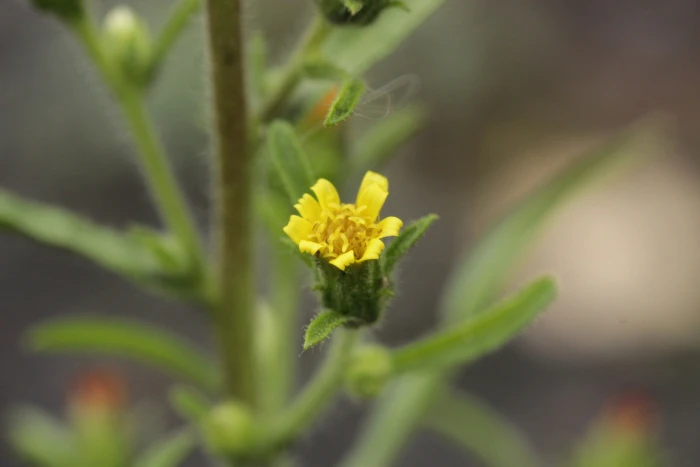 Dittrichia graveolens image