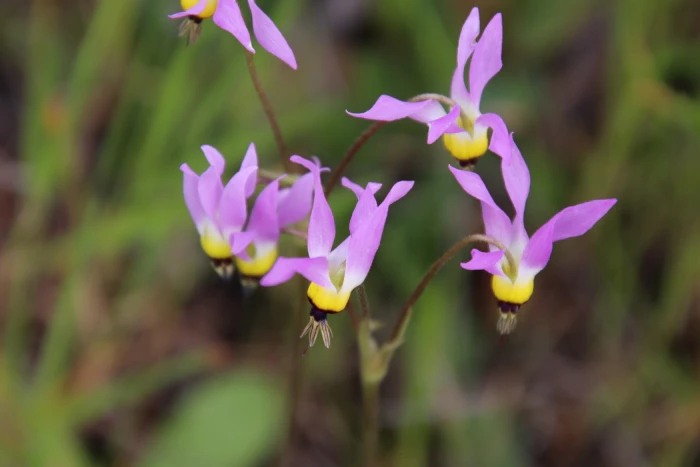 Dodecatheon clevelandii image