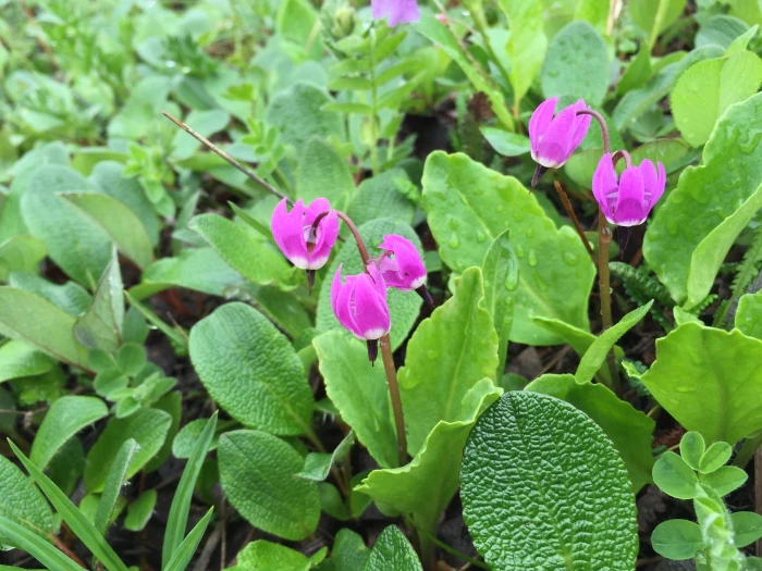 Dodecatheon frigidum image