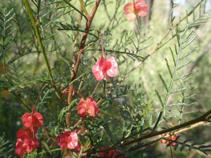 Dodonaea boroniifolia image