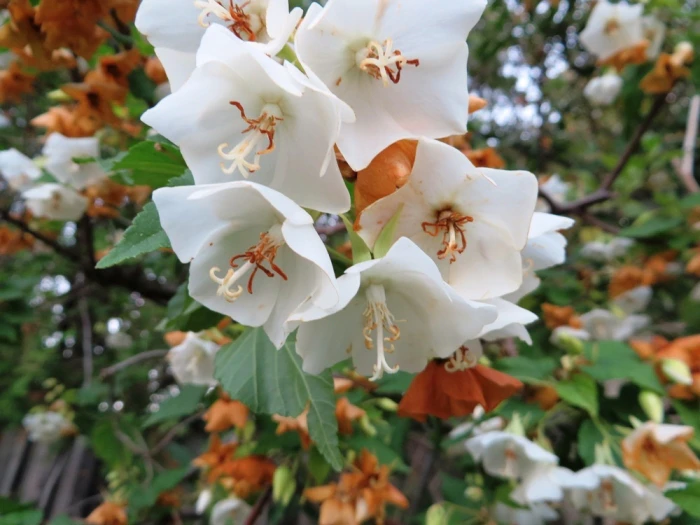 Dombeya burgessiae image