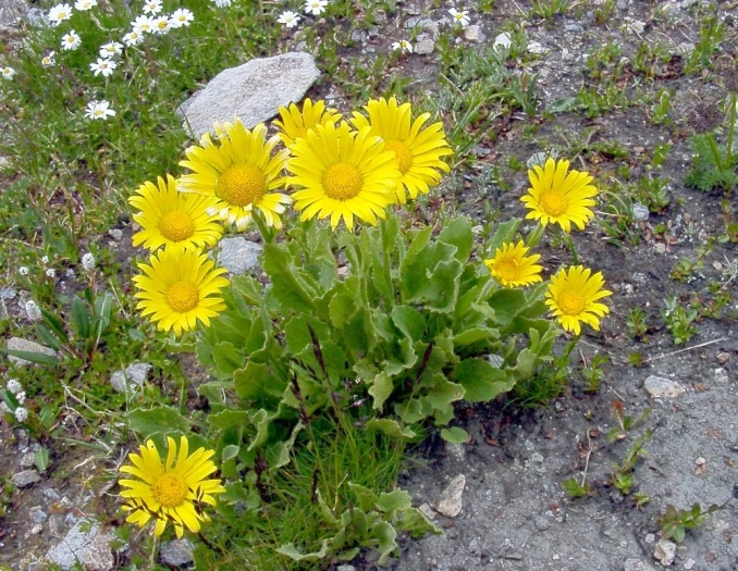 Doronicum grandiflorum image