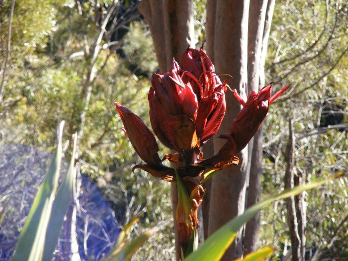 Doryanthes excelsa image