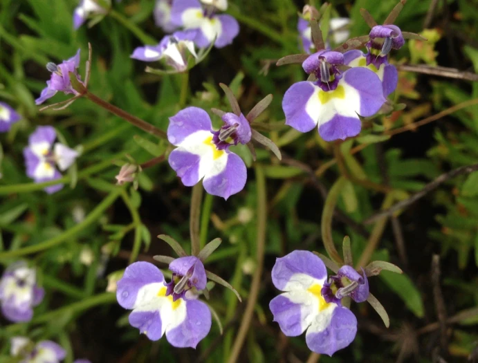 Downingia bicornuta image