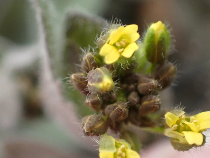 Draba nemorosa image