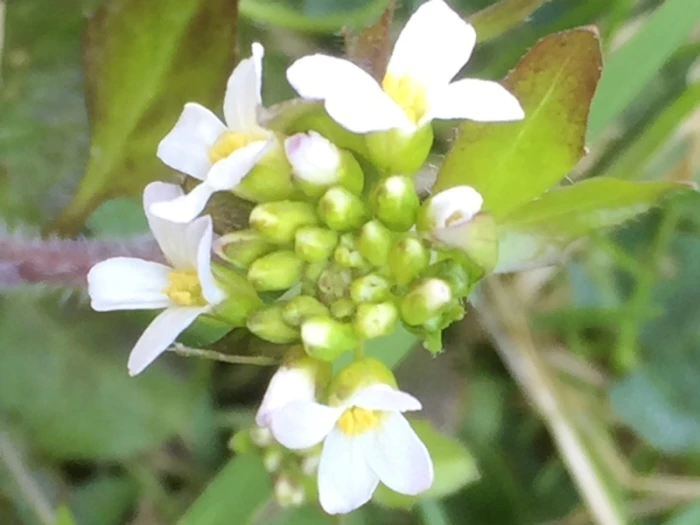 Drabella muralis image