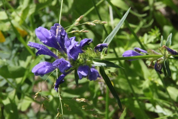 Dracocephalum ruyschiana image