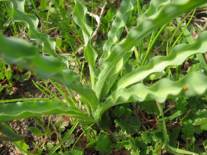 Drimia elata image