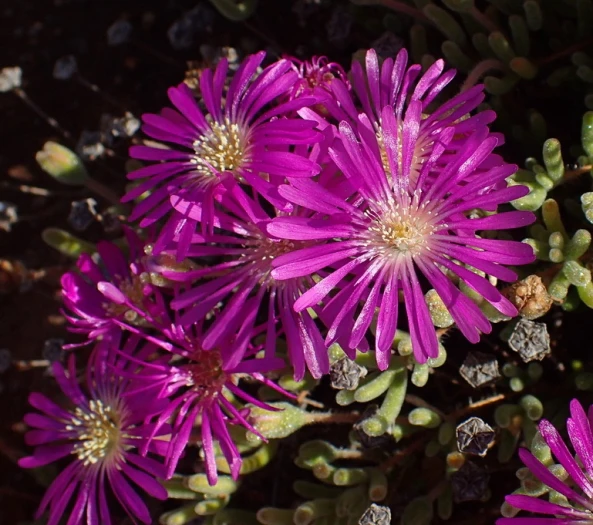 Drosanthemum hispidum image