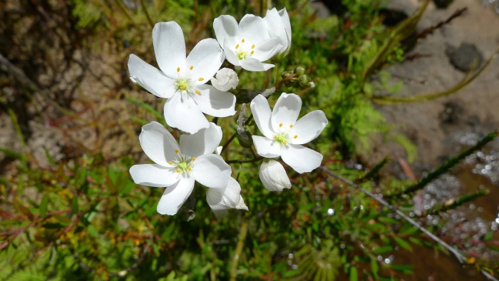 Drosera binata image