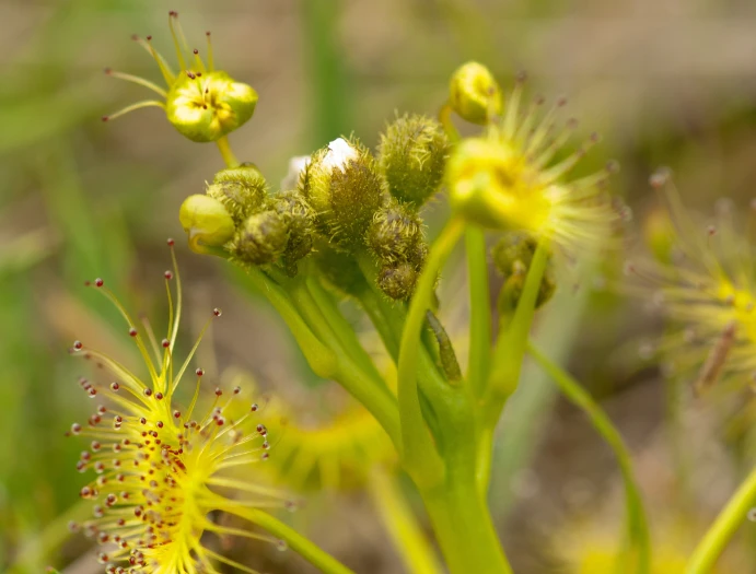 Drosera hookeri image
