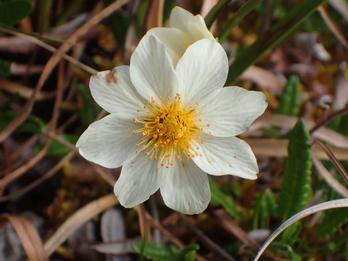 Dryas integrifolia image