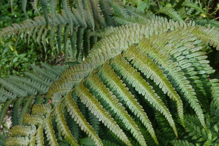 Dryopteris affinis image