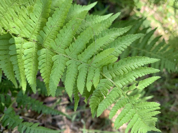 Dryopteris arguta image