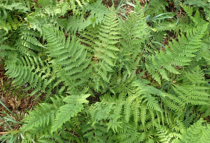 Dryopteris ×australis image