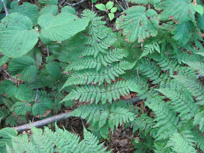 Dryopteris campyloptera image