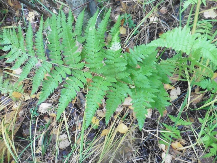 Dryopteris carthusiana image