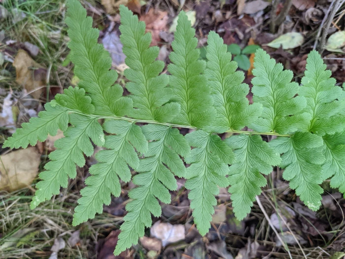 Dryopteris clintoniana image