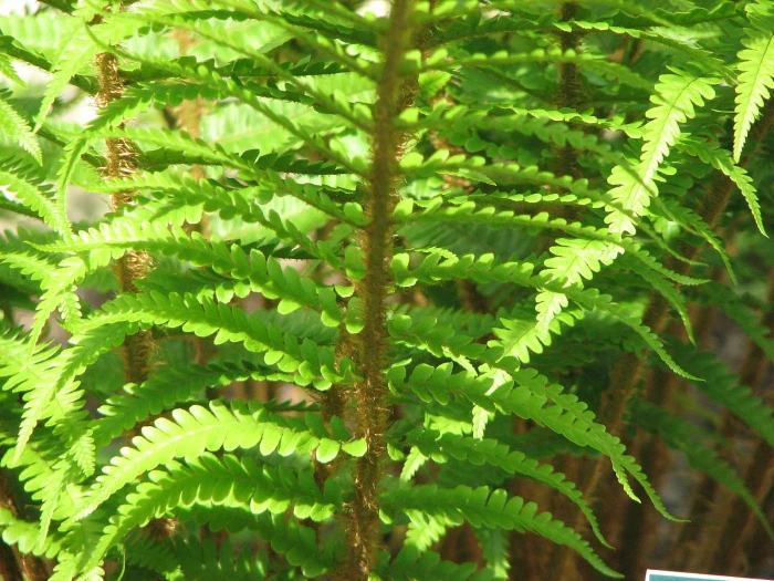 Dryopteris ×complexa image