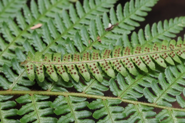 Dryopteris crassirhizoma image