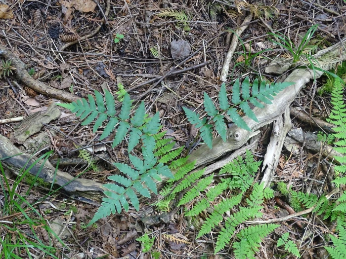 Dryopteris cristata image