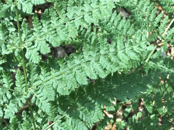 Dryopteris dilatata image