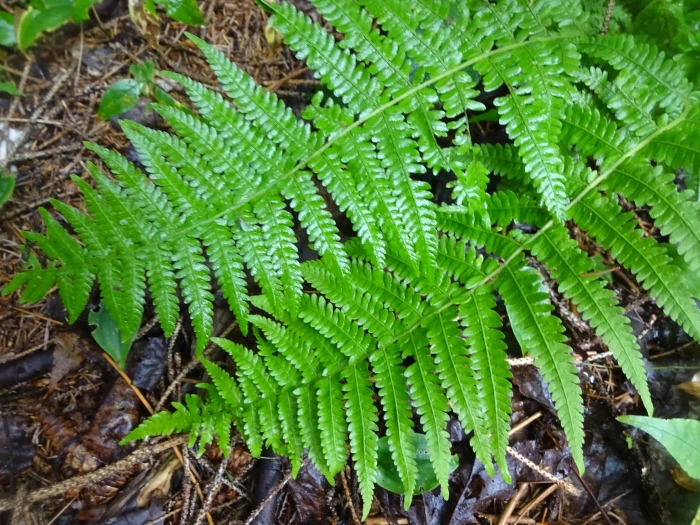 Dryopteris fragrans image