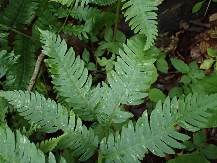 Dryopteris goldieana image
