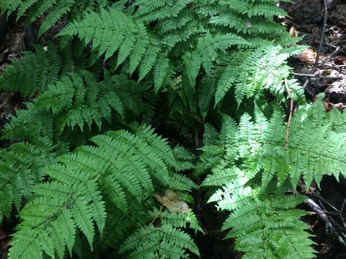 Dryopteris intermedia image