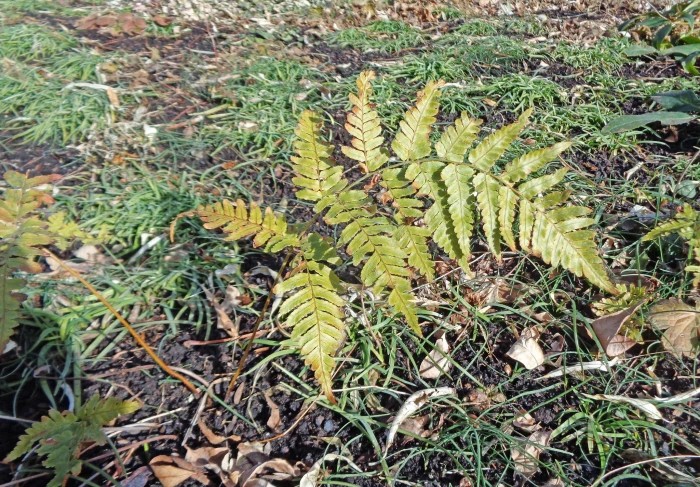 Dryopteris labordei image
