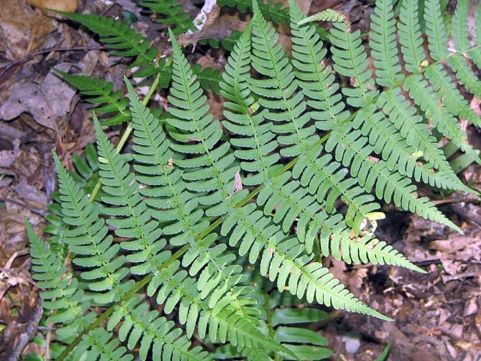 Dryopteris marginalis image