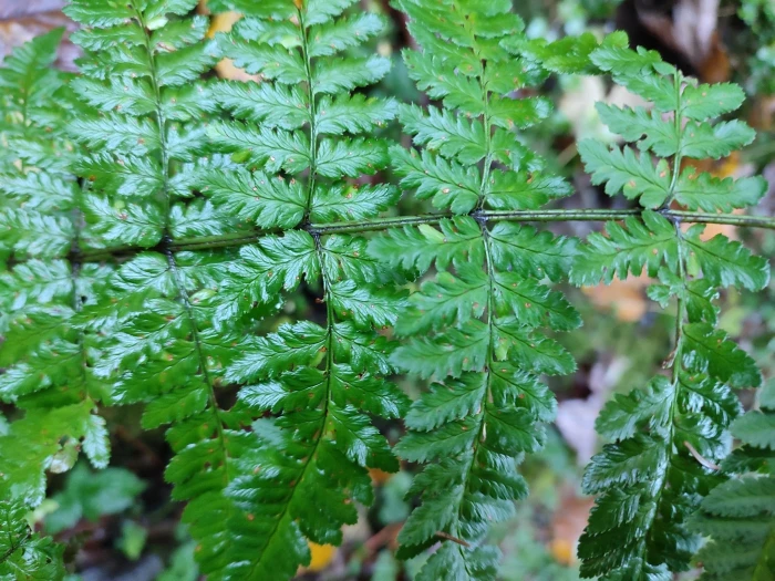 Dryopteris remota image
