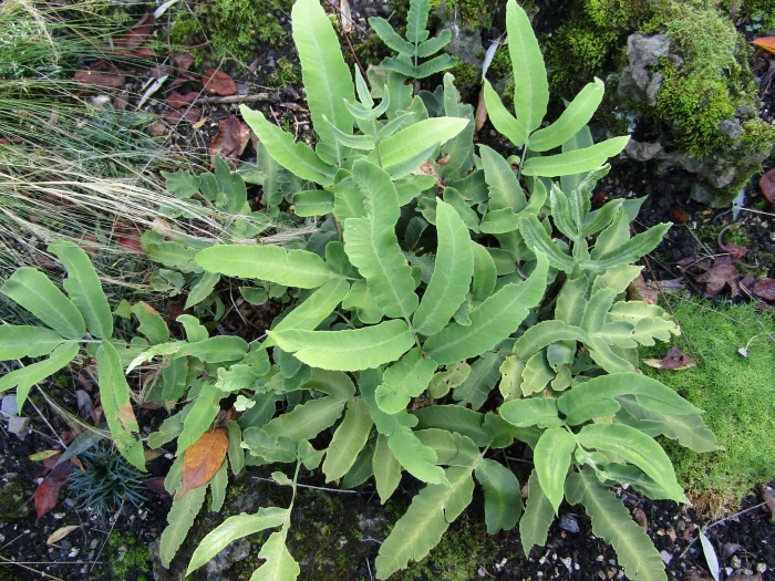 Dryopteris sieboldii image
