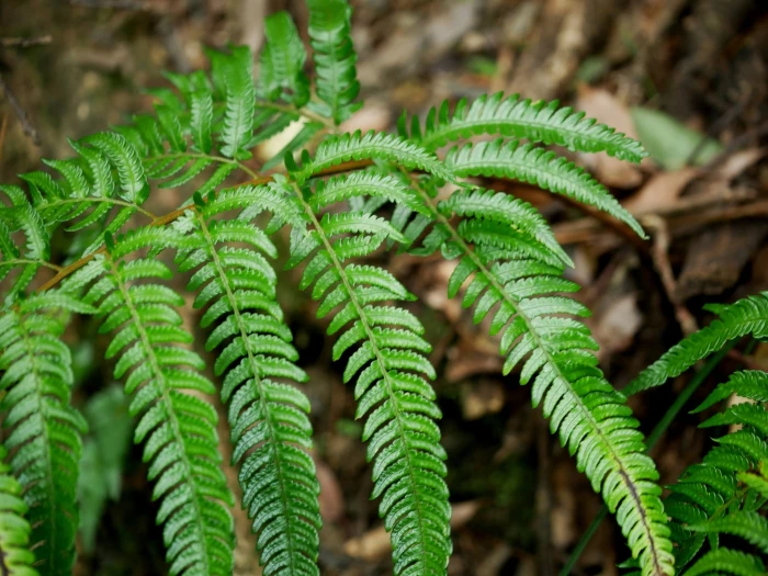 Dryopteris varia image