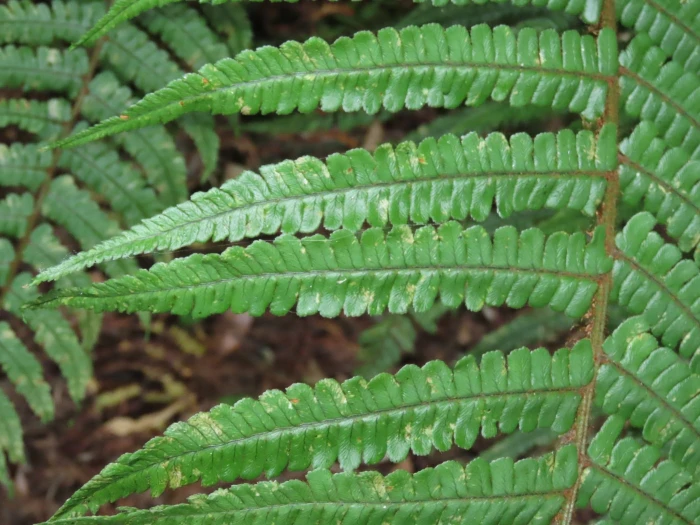 Dryopteris wallichiana image