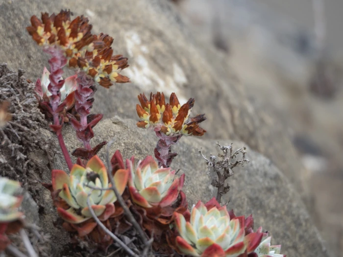 Dudleya farinosa image