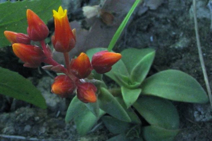 Dudleya lanceolata image