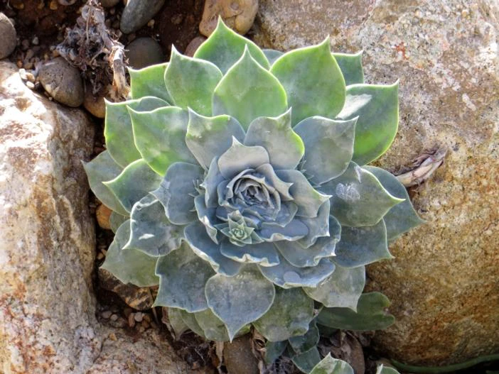 Dudleya pulverulenta image