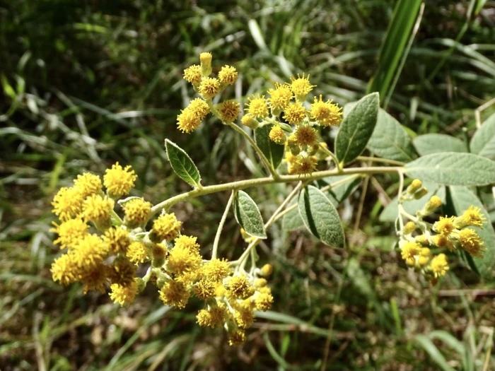 Duhaldea cappa image