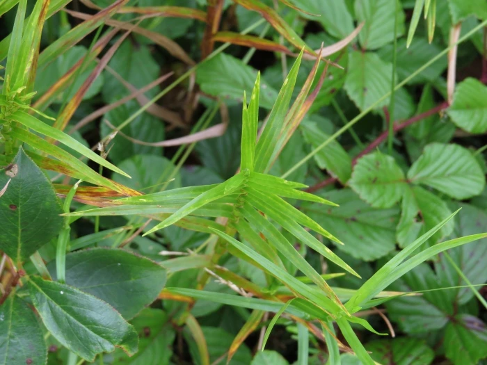 Dulichium arundinaceum image